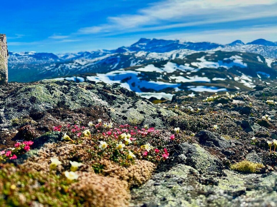 Vår i trollheimsfjella. Her oppe på Kvenngrøhausen 1008moh