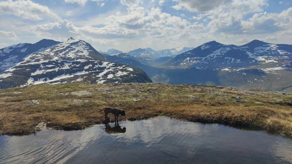 En glovarm tur for Krut og meg til Snøfjellet i dag. Det var godt med snø og vann til avkjøling for oss begge ☀️ Hund som drikker fjellvann med flotte topper i bakgrunnen.