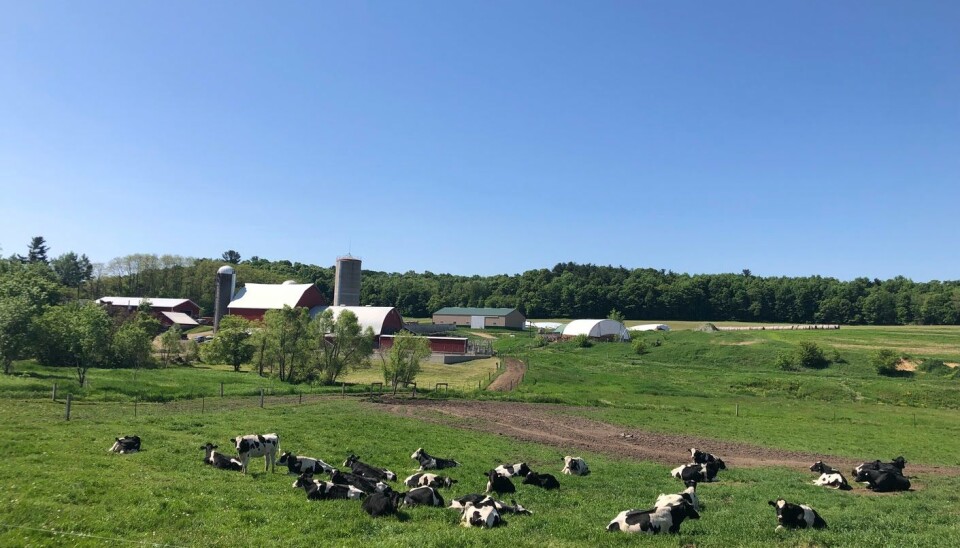 Romundstad Valley i Strum, Wisconsin Landsbygda i USA med gård og kyr