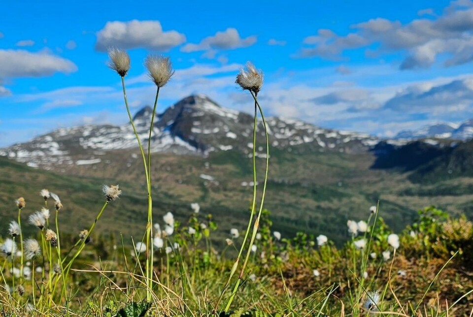 På tur til Åsbøsnytå og da ble det bilde av myrull med Nordviksulå i bakgrunnen