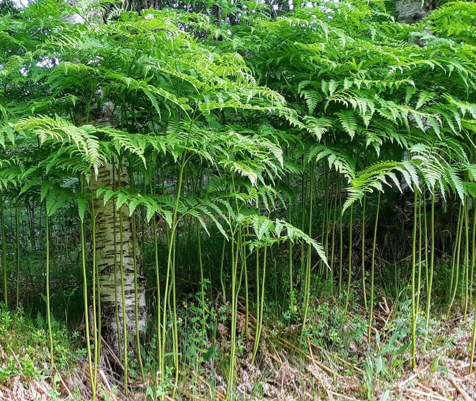 Urskog Tett skog