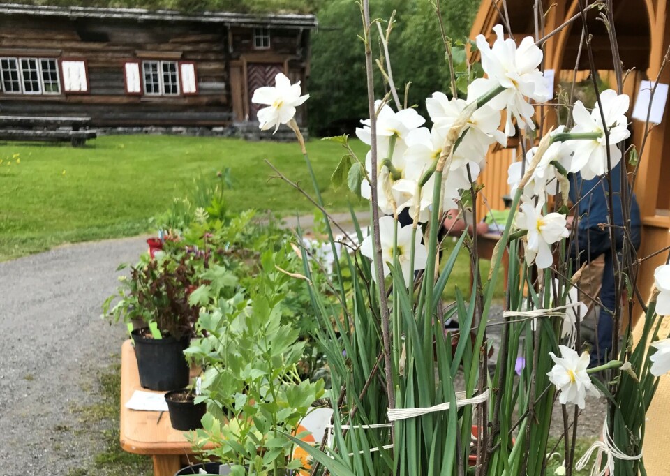 Plantelopper på rekke og rad. blonster ute med hus i bakgrunnen