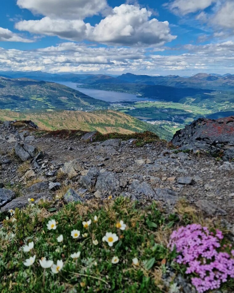 Snøfritt og småskoføre til Knykjen no 👌 Blomster på fjellet og fin utsikt.