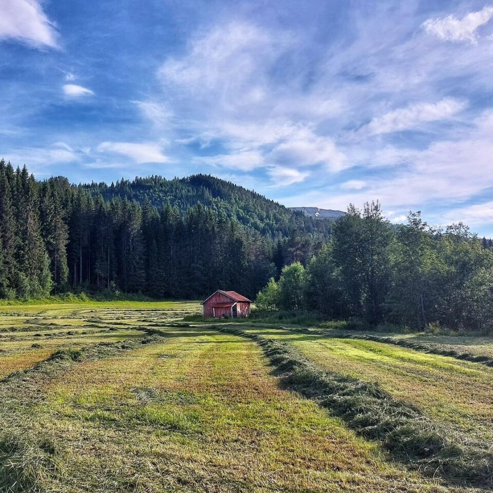 #sagatrøa #norgetrengerbonden #slått #øvresurnadal Et jorde med ranker av nyslått gras, og et gammelt stauhus.