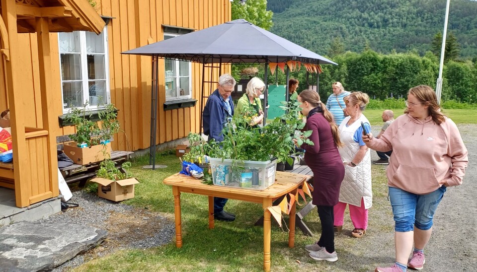 Fine stauder til salgs. folk ser på planter på bord utenfor gult hus med parasoll over