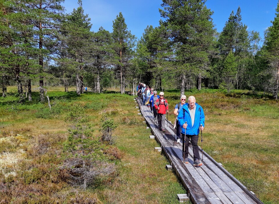 Stavgang på Kavlevegen Mennesker går på trevirke som er lagt over ei myr
