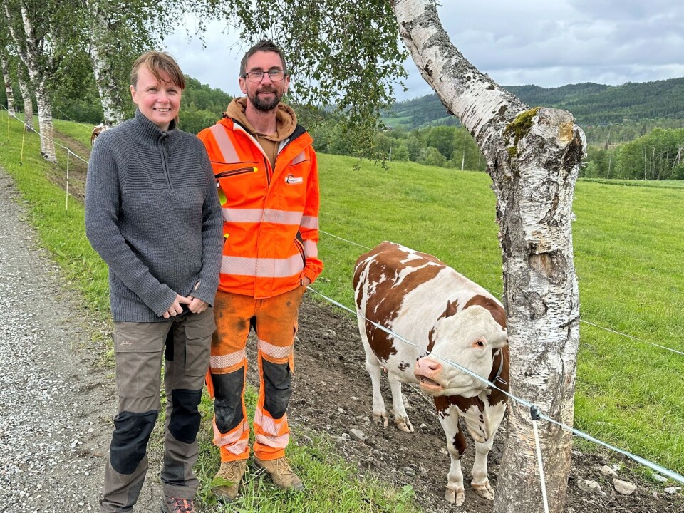Satser for fullt som maskinentreprenør Ei dame og en mann ved ei innhegning der det står en kalv.