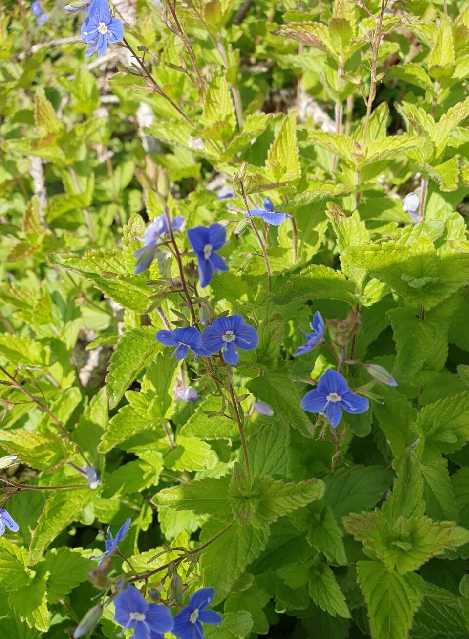 Tveskjeggveronika. Blomster