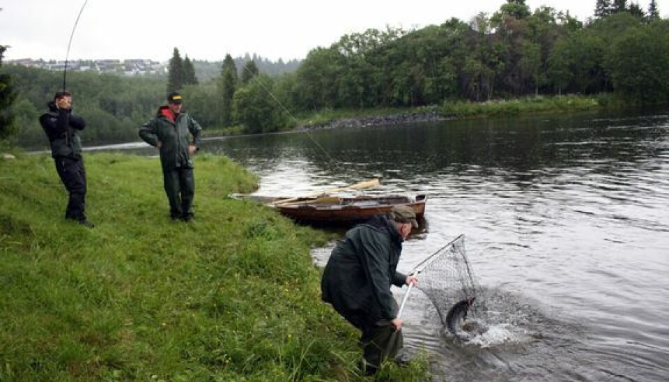 Det er mest aktuelt å vurdere stans i laksefiske i elver med mye stor laks fra grensen mot Sverige i sør til og med Trøndelag, og stans i sjølaksefiske på samme strekning. Her fra laksefiske i Nidelva i Trondheim. Tre karer som fanger fisk i elv, tar opp laks med håv.