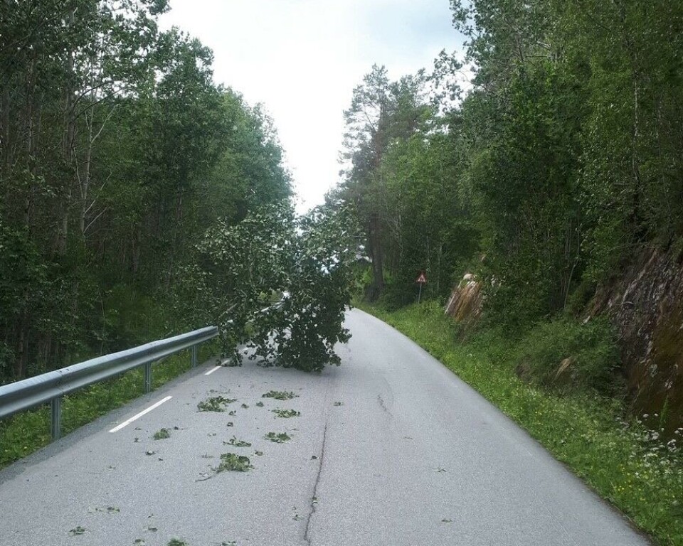 Bøverdalen. Et tre som har blåst over en vei.