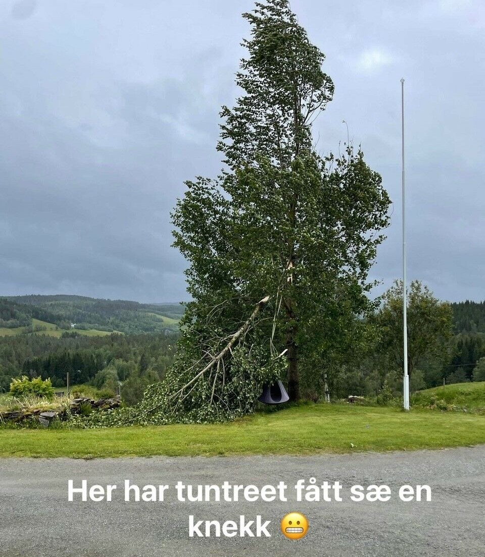 Lomundalen. Et tre som har fått en stor kvist brekt av.