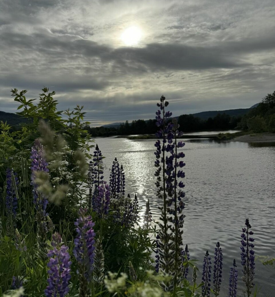 Kveldstur langs elva Blomster i kanten langs ei elv