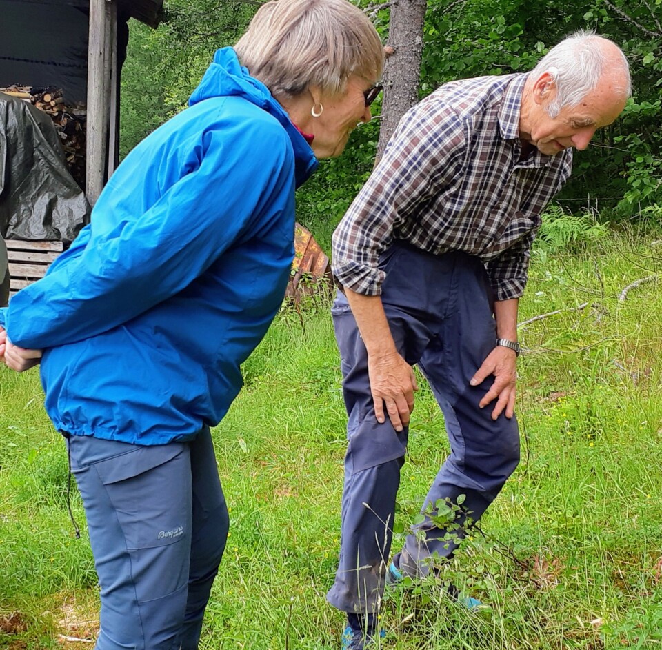 Gudmund forteller om orkideer i vegkanten