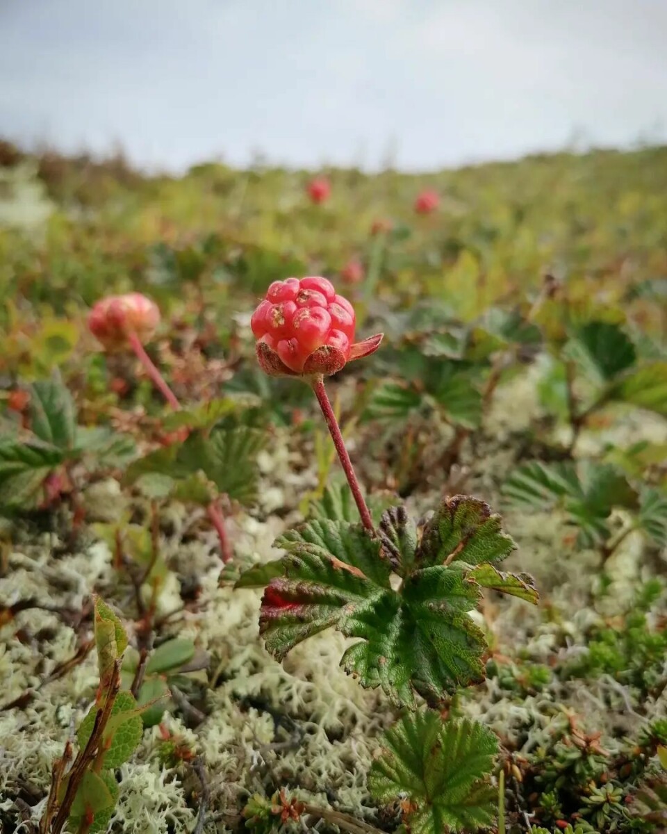 Nærmer seg moltesesong i fjellet