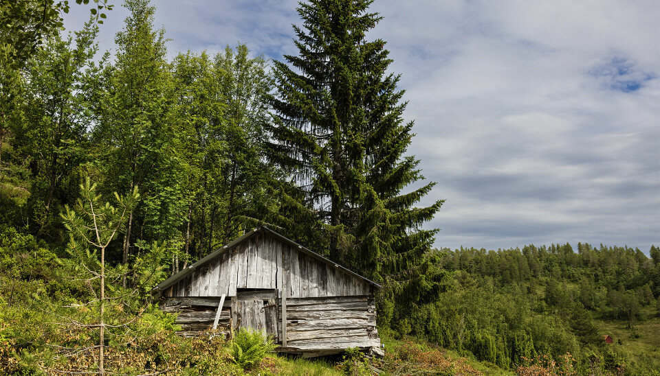hytte i skogen