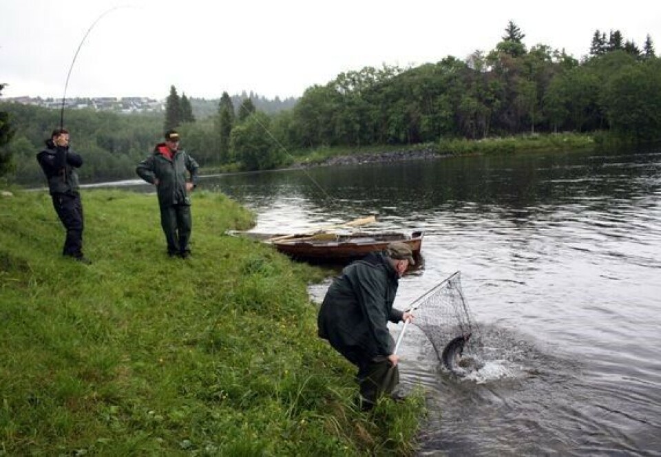 Dei nye førebelse tala frå laksefisket i år tyder på at det kom veldig få laks på over tre kilo til elvane frå Vestland til Trondheimsfjorden. Her frå laksefiske i Nidelven i Trondheim. Laksefiskere tar laks i elv.