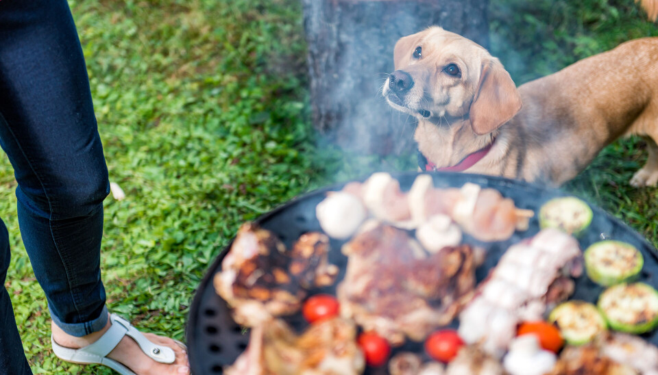 Hold de firbeinte unna grillfesten Dog standing close to barbecue and looking up to owner