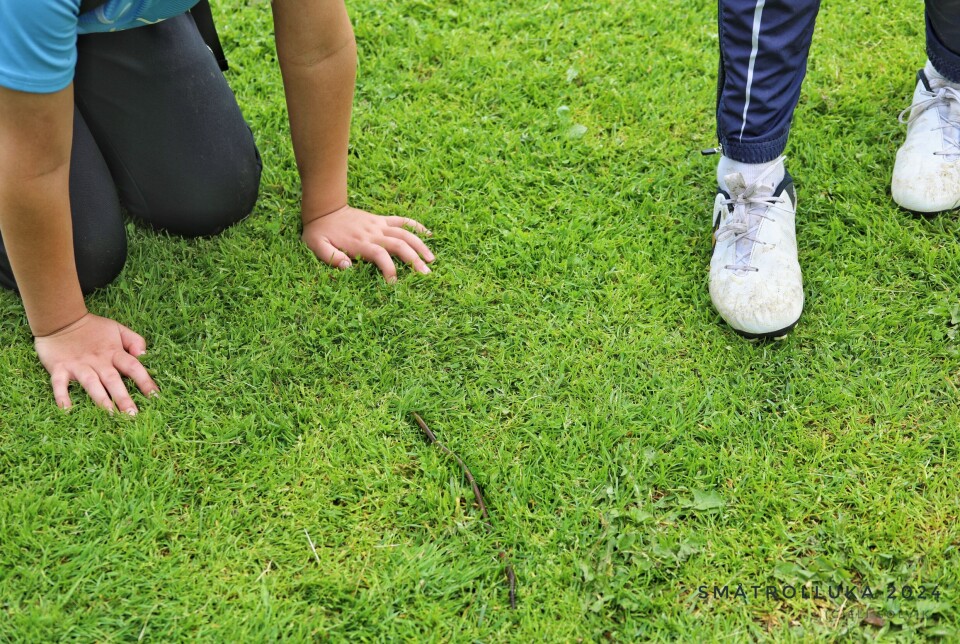 ...en forholdsvis lang mark. Fotografen tror nok den vil lete etter roligere eller kanskje grønnere gress, der ikke flere hundre fotballsko løper over matfatet.