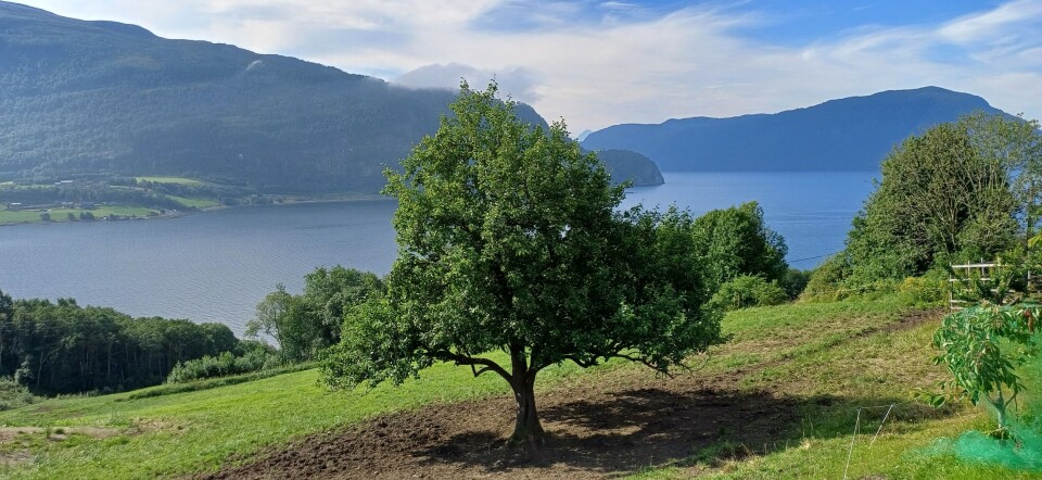 Fra Dragset mot Torjulvågen. Utsikt mot en fjord.