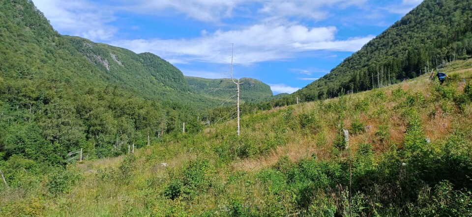 Blåfjelløpet går opp Dragsetdalen mot Håkkåsteinen. En skog opp mot fjellet.