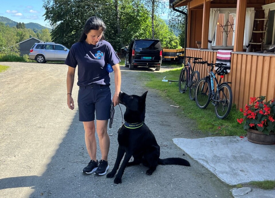 Heidi har forsterkeren til Cox, en blå ball, under armen. Det gjør at Cox har fullt fokus på å adlyde ordre. Han vet at han får ballen når oppgaven er utført. Ei dame med en hund i bånd på et gårdstun.