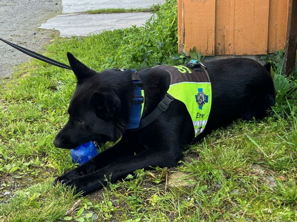 Her har Cox fått ballen sin. En hund som biter på en ball.