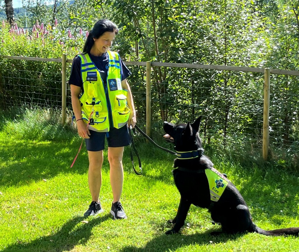 Heidi Røen Solheim og schäferen Cox er Rindals første godkjente redningshund-ekvipasje. Ei dame og e svart schäferhund med Norske redningshunders gule vest.