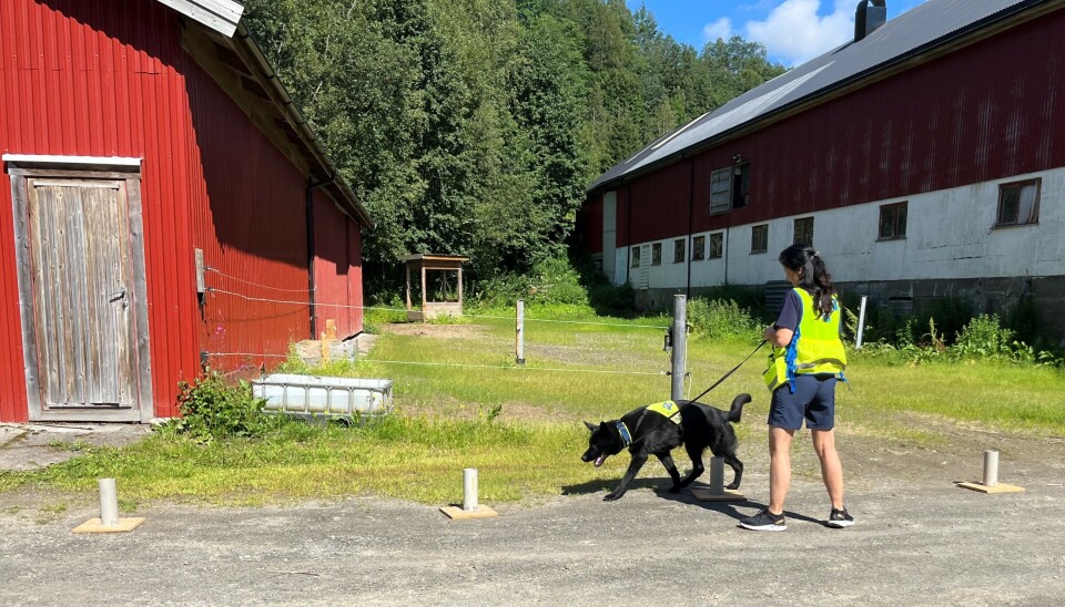 Å finne ut hvilket av disse rørene det ligger en binders i, det ser ikke lett ut. Ei dame og en hund med Norske redningshunders 'uniform', som trener på et gårdstun.