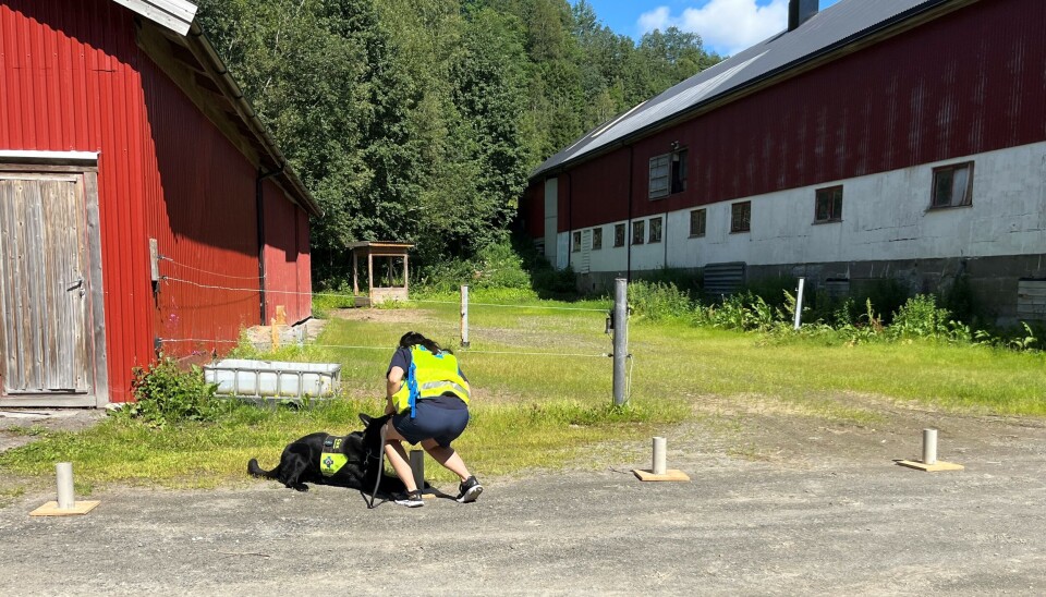 Cox fant røret med binders i veldig fort. Ei dame og en hund med Norske redningshunders 'uniform', som trener på et gårdstun.