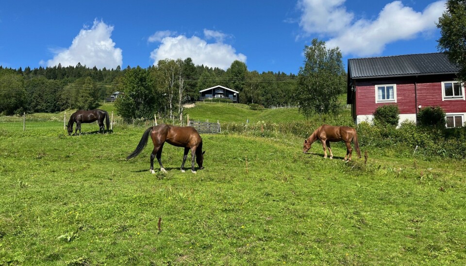 Varmblodstraverne M.S. Faye Friday, Tipo di Vittoria og Big Dancer KB. Tre hester på et grønt beite.