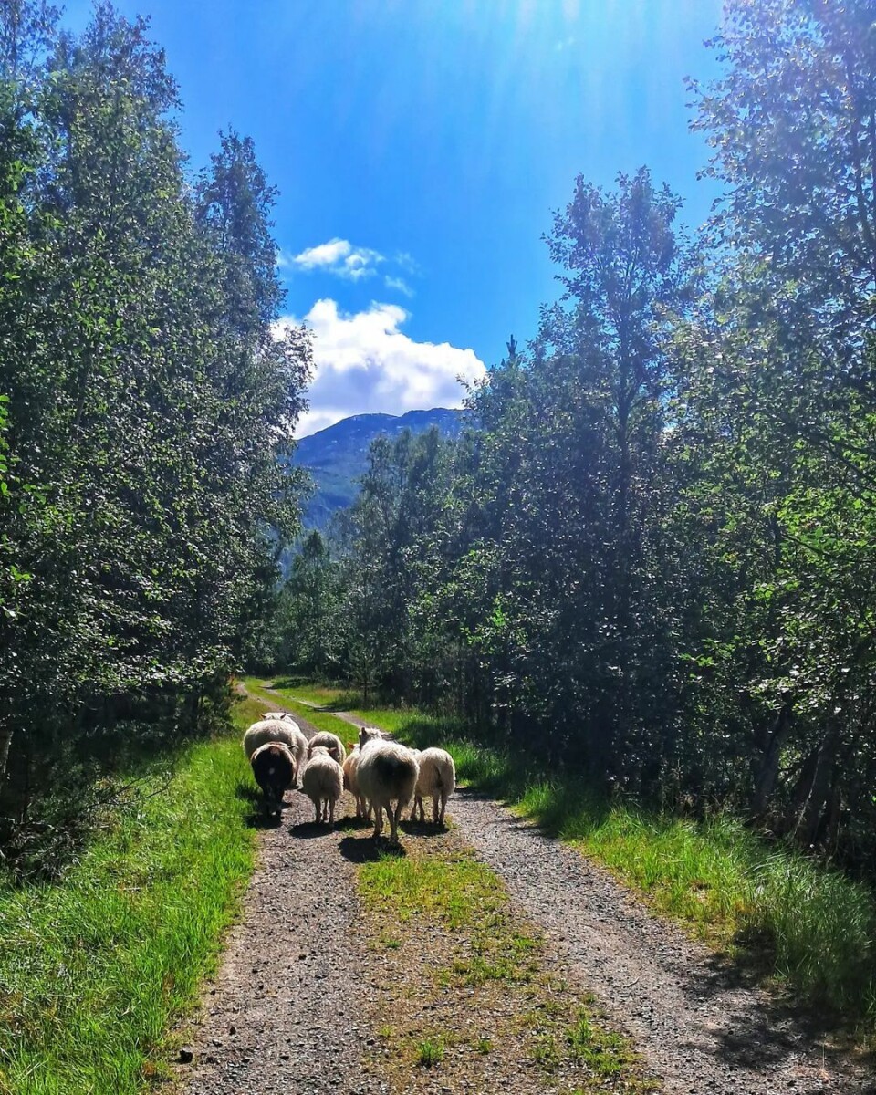 V A S S D A L E N ⛰️☀️ Sauer som rusler innover en grusvei i bjørkeskog