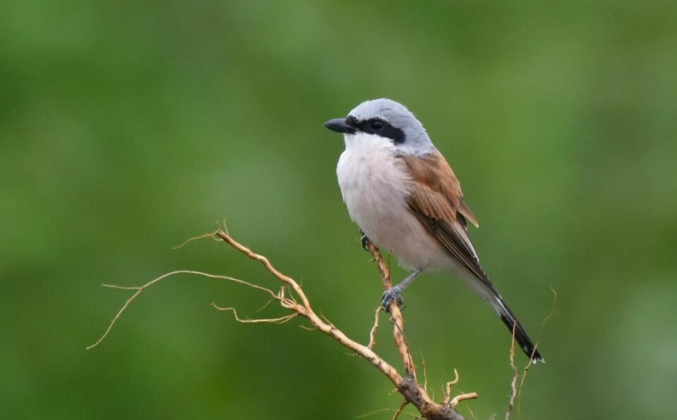Tornskate( Lanius collurio) hann, Nesøya i Sunndal kommune 23/7 - 24.
- litt rovfuglpreg over denne da den kan ta smågnagere og fugler. Store insekter er nok hovedføden.
Sees noen få ganger i året i M&R, og er slett ikke vanlig. Potensiell hekkefugl! fugl på gren