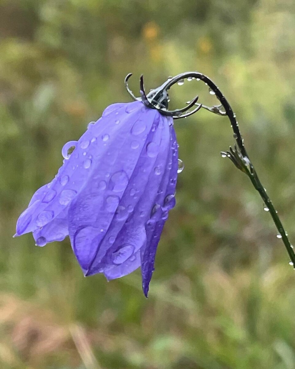 Blåklokken henger med hodet etter regnet #sjøasetervatnet #altertjønnene Ei blåklokke (blomst)