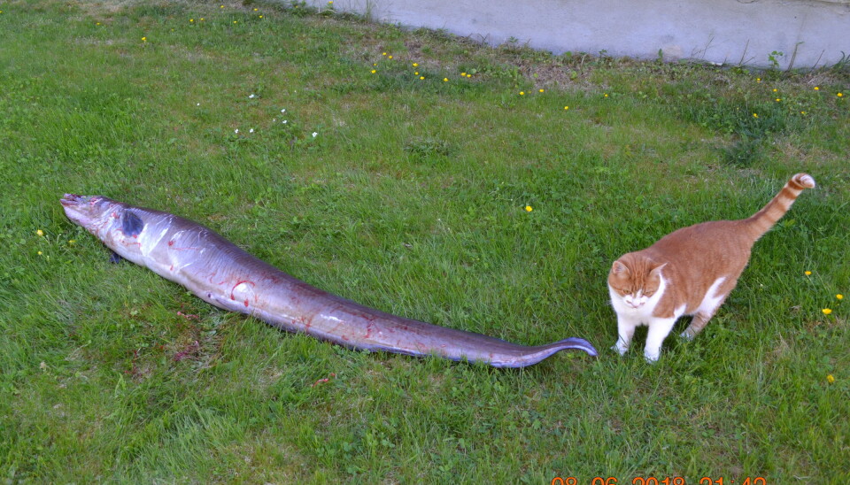 Katten Hogna lurer på hva en fisk på 170 cm gjør på plenen vår En stor fisk og en katt på en plen