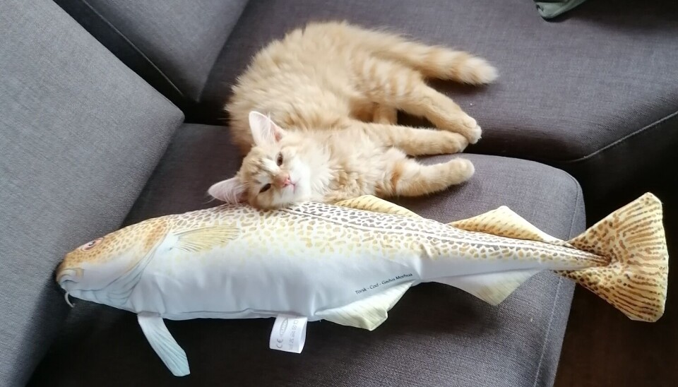 Glupen slapper av etter et godt fiskemåltid. En katt hviler med hodet på en putefisk