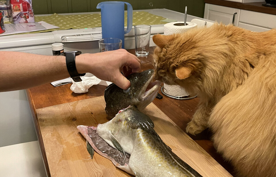 Alle bidrar med det vi kan. Glupen kvalitetssikrer middagen vår en katt lukter i munnen på en fisk