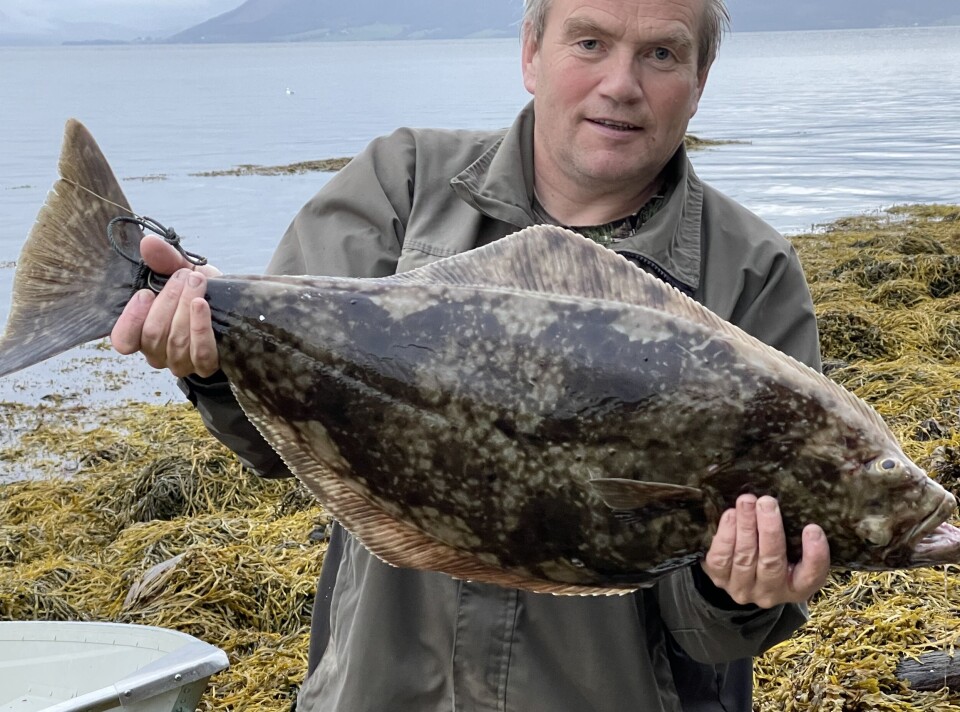 En sjelden art i fjorden hvor vi fisker, men lykken er desto større når vi får den på land. Kveite en mann som holder en kveite foran seg