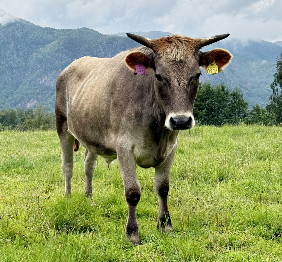 Ur-fe fra Tore Sannes blir råvaren til alt kjøtt på Valsøya fremover