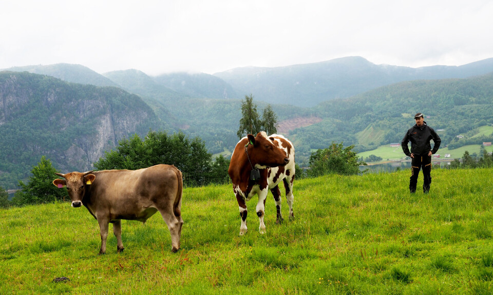 På Litj Sandnes går alle dyra ute i frisk luft hele året. På sommeren er de også oppover i lia og på fjellet mens de på vinteren er mest inne i fjøset men med mulighet til å gå ut. En mann, og to okser ute på beite.