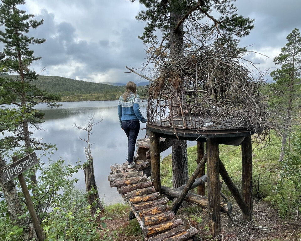 Her kan du leie overnatting, i et skjorareir En kuppelhytt laget av kvister. tretrapp som går opp dit. En kvinne står ved inngangen