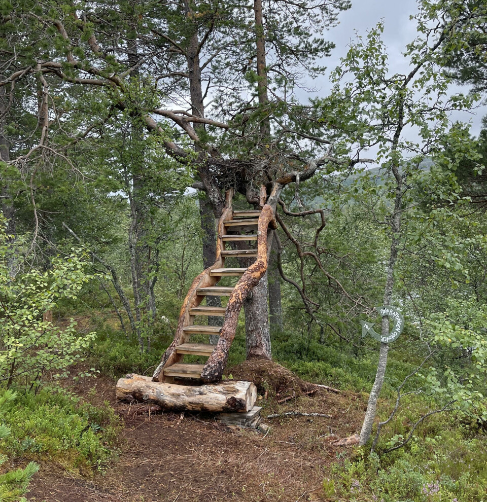 Oppgaver må løses underveis, og det kan hele familien være med på. en trapp opp i et tre. Mye skog rundt.