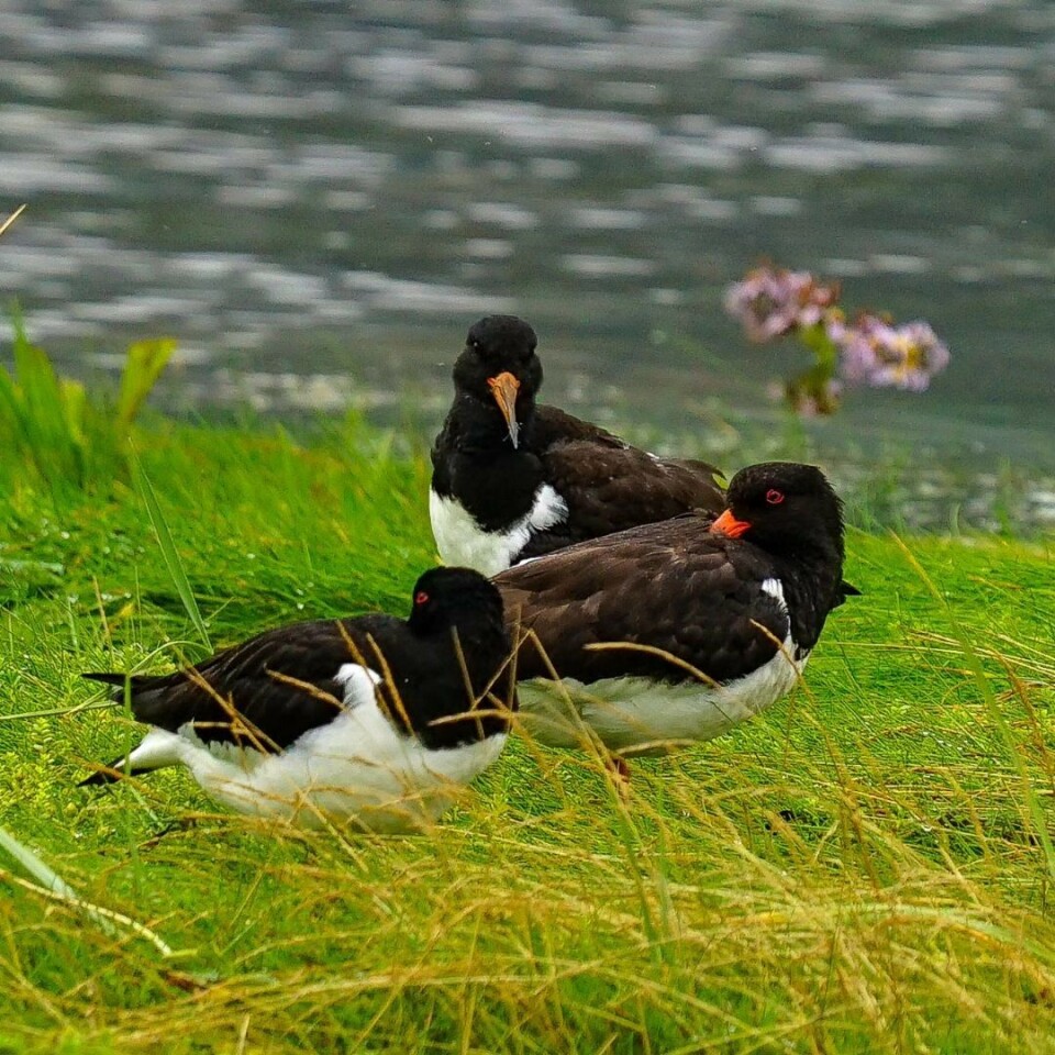 Idyll