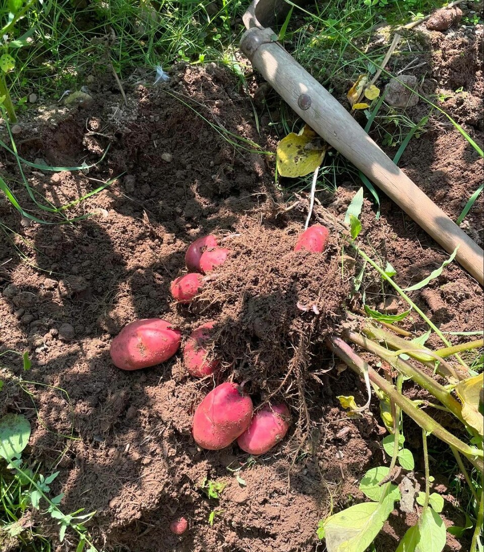 🥔 #kortreistmat Et potetkål med mange poteter på, som er dratt opp av åkeren.