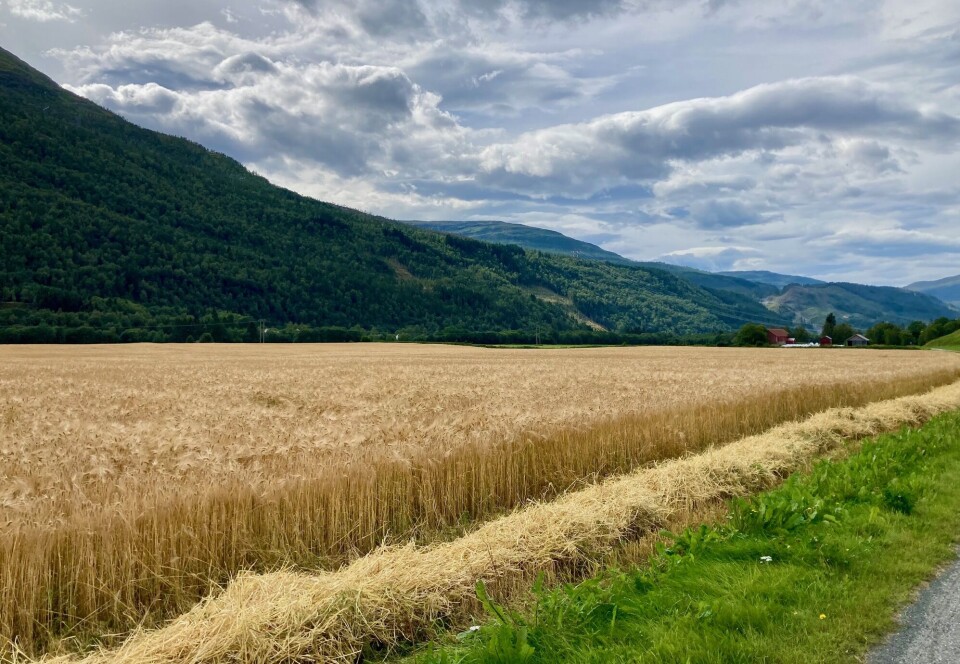 Høsten er i ferd med å bli moden, slik som her i Øvre Surnadal. Byggåker som står fint.
