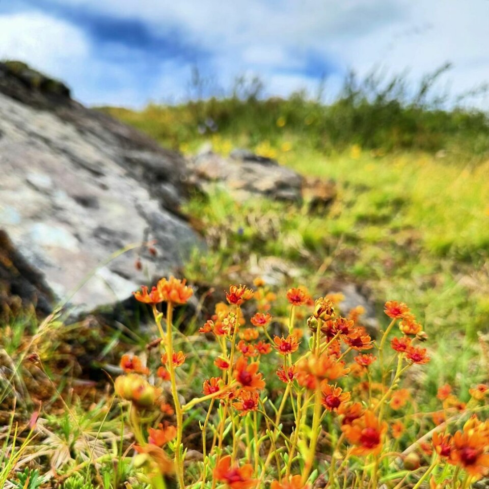 Tifjellet Røde blomster på et fjell