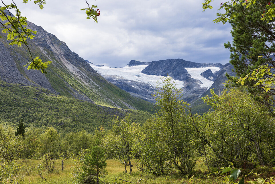 Glade for kvar snøbre vi ser Bilde av skog og fjell med snø/isbreer