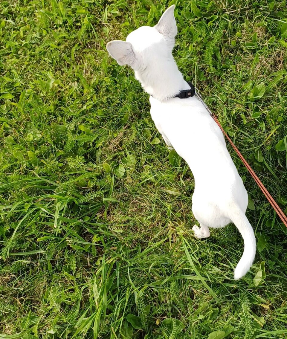 Bikkja på banen. liten hvit hund på gress i bånd