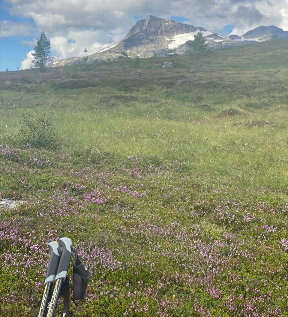 Snota sett frå Bossvasshøgda. to turstaver i lyng, utsikt oppover mot fjell