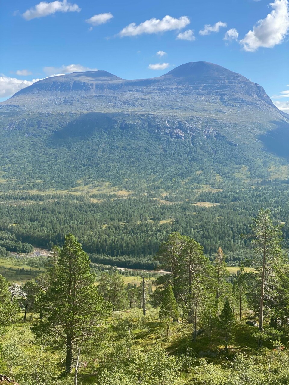 Trollhetta. fjell med trær foran, blå himmel