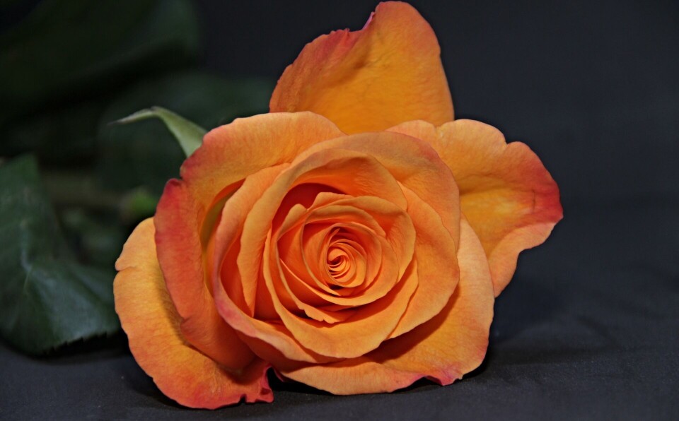Takk for minnegaven! En rose